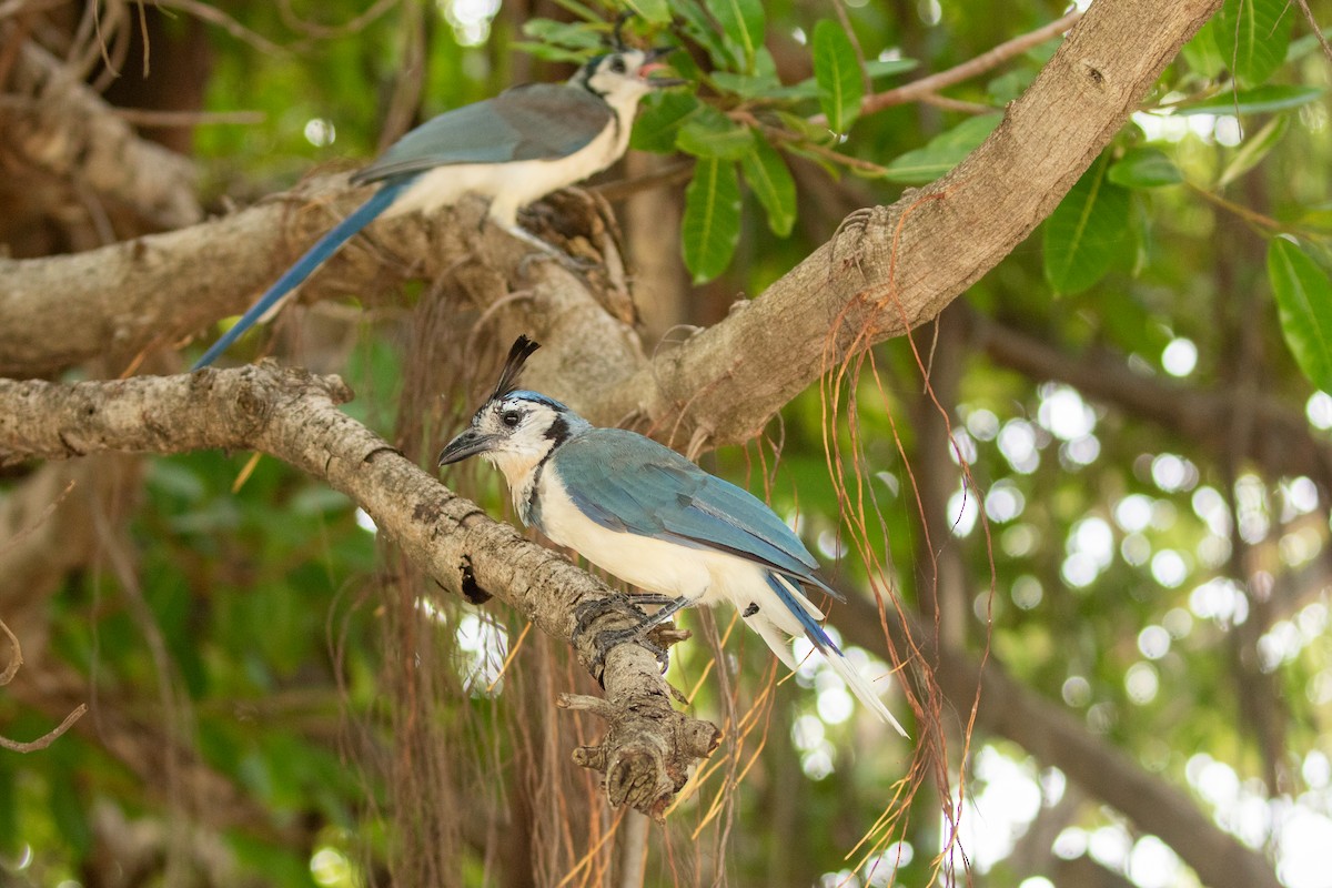 White-throated Magpie-Jay - ML638260895
