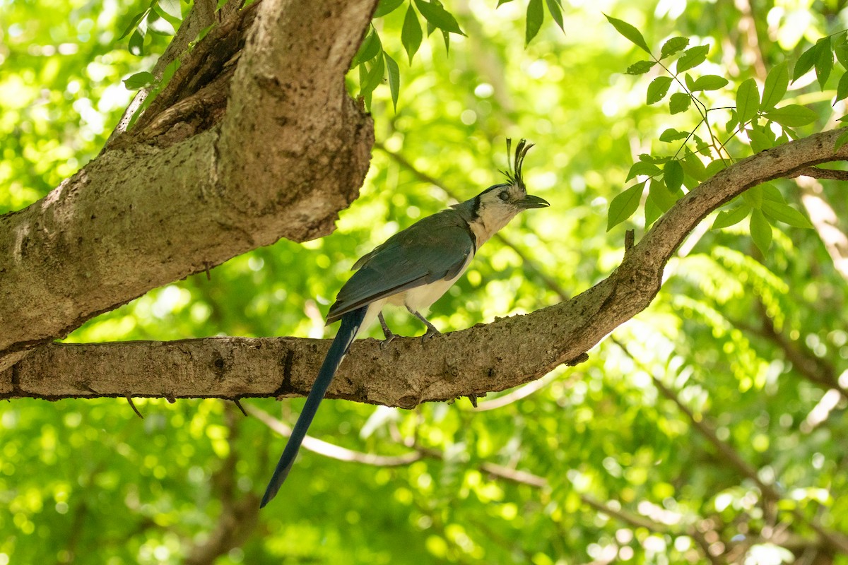 White-throated Magpie-Jay - ML638260897