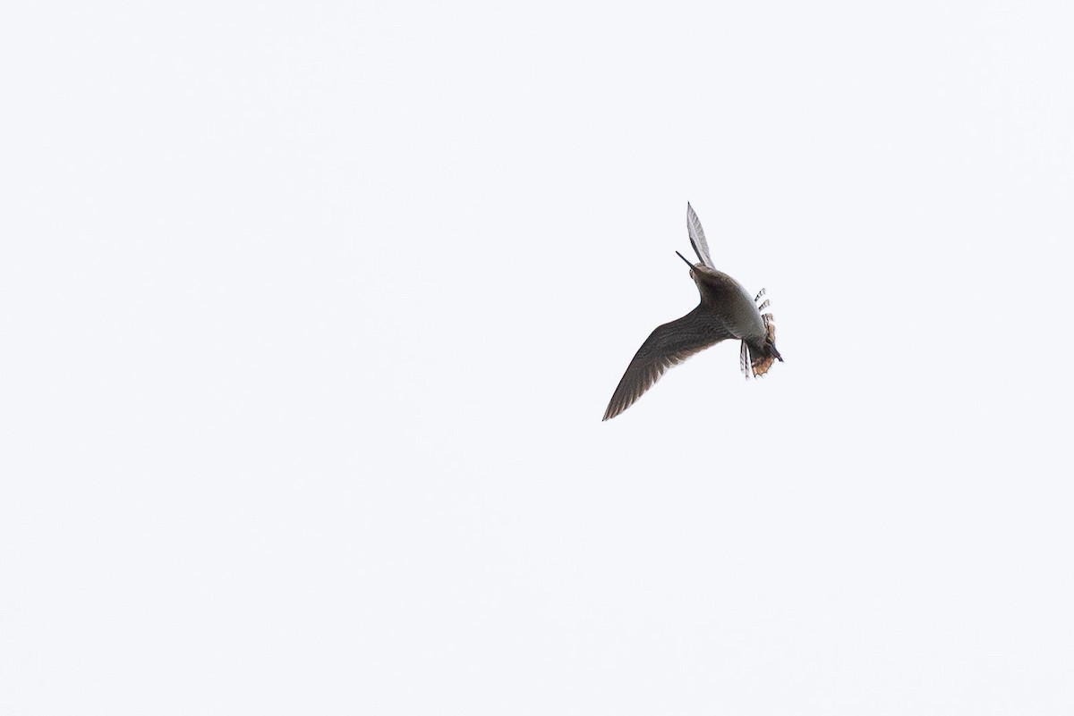 Wilson's Snipe - ML638260898