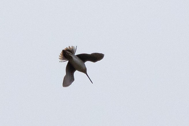 Wilson's Snipe - ML638260899