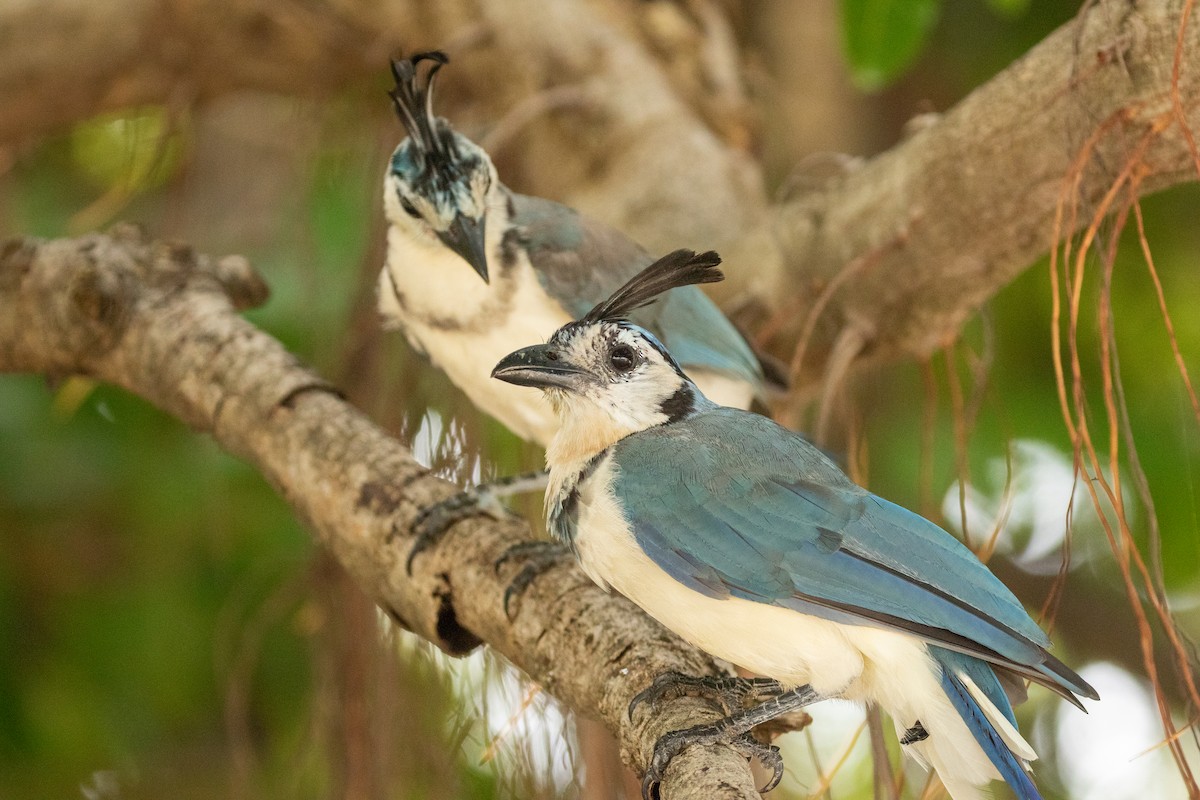 White-throated Magpie-Jay - ML638260900