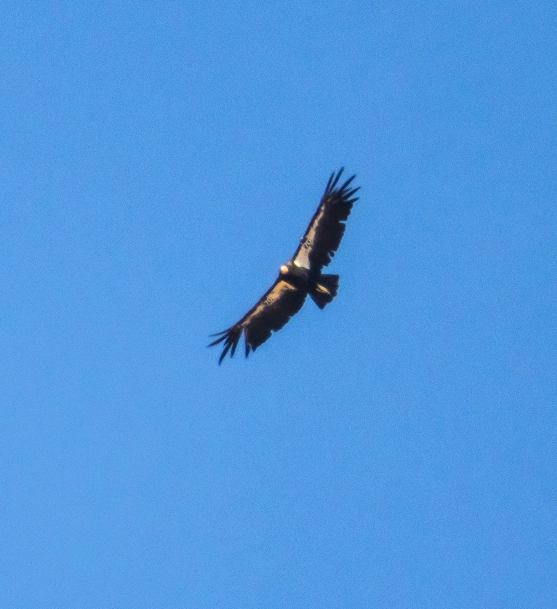 California Condor - ML638260905