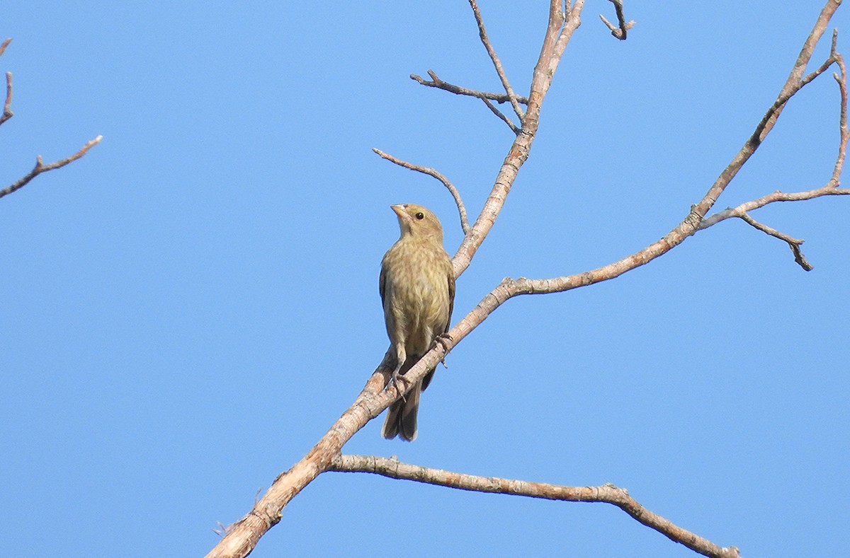 Brown-headed Cowbird - ML638260911