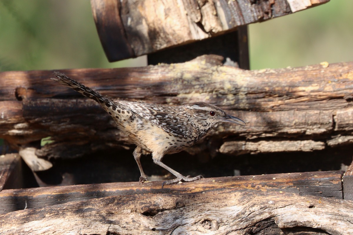 Cactus Wren - ML638260915