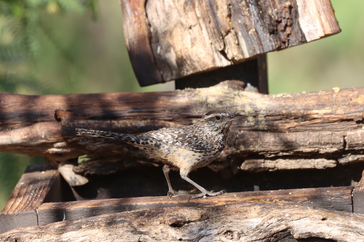 Cactus Wren - ML638260916