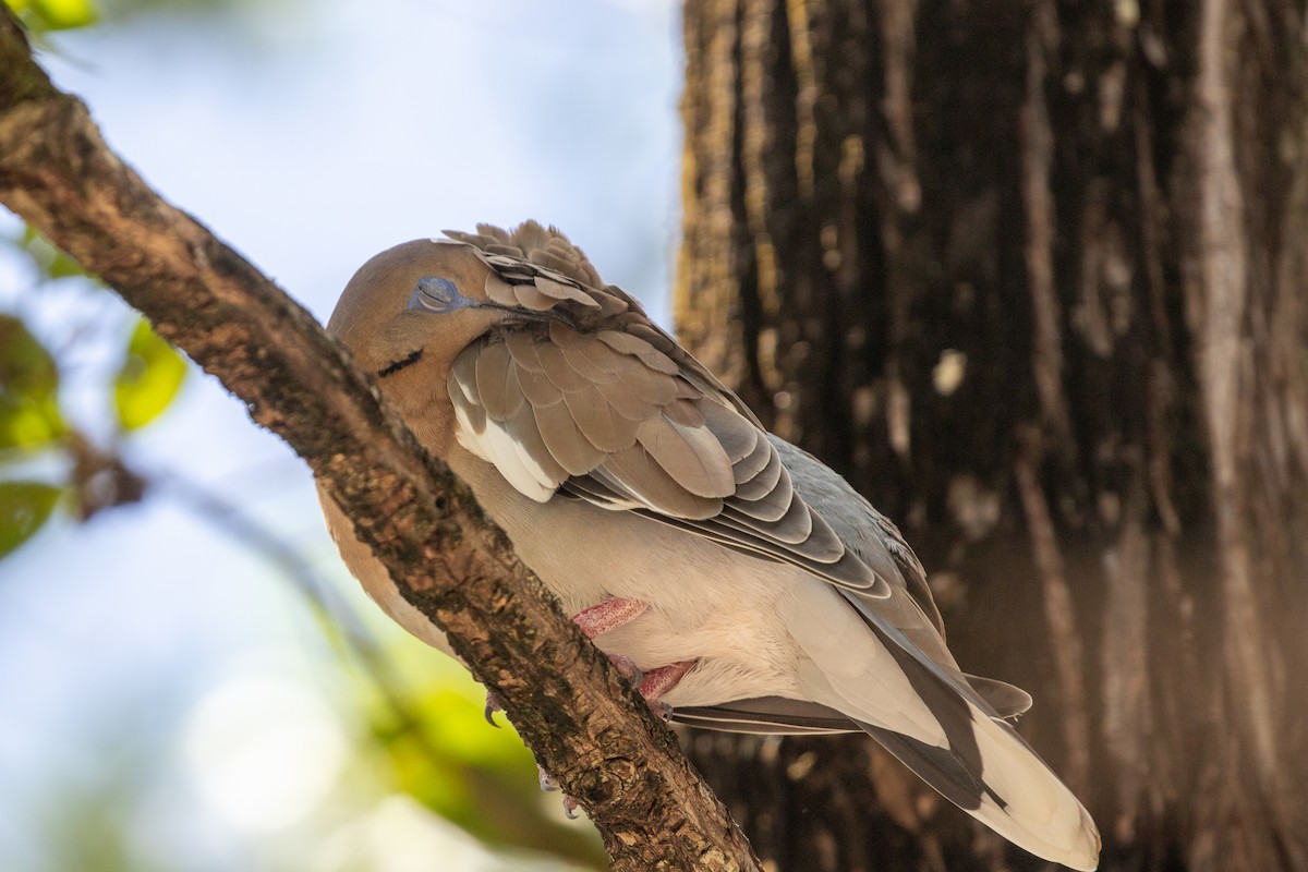 White-winged Dove - ML638260919