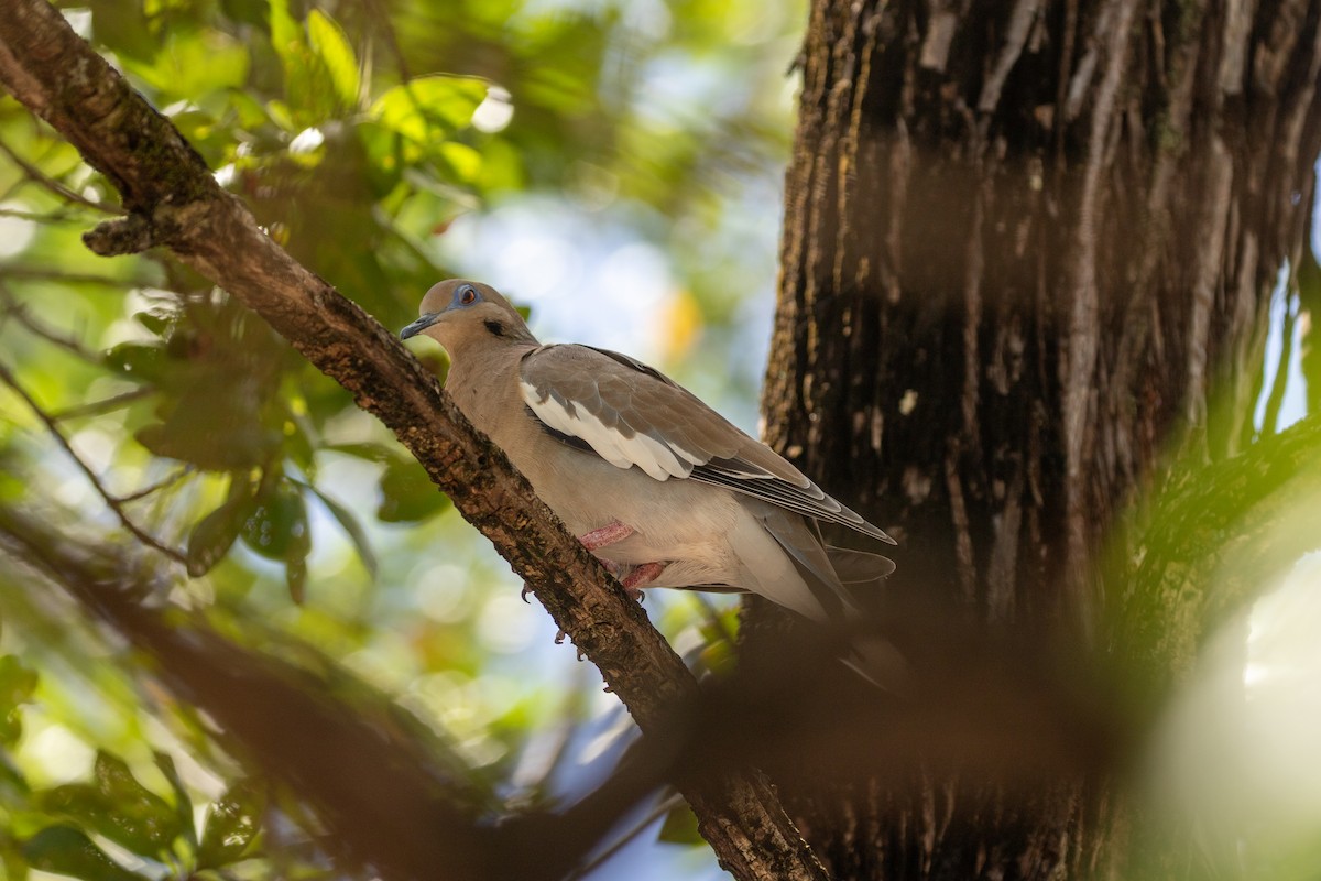 White-winged Dove - ML638260920