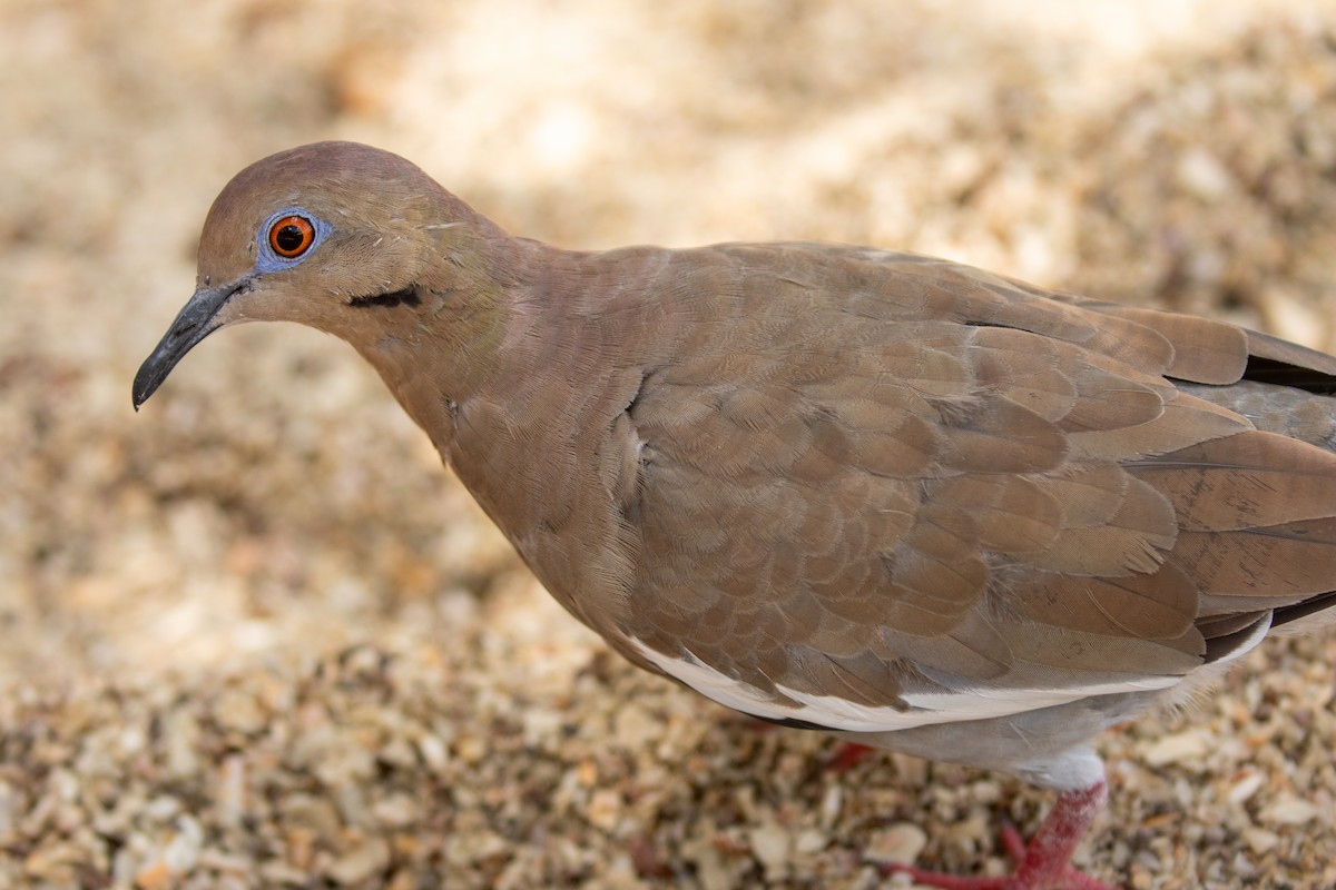 White-winged Dove - ML638260921
