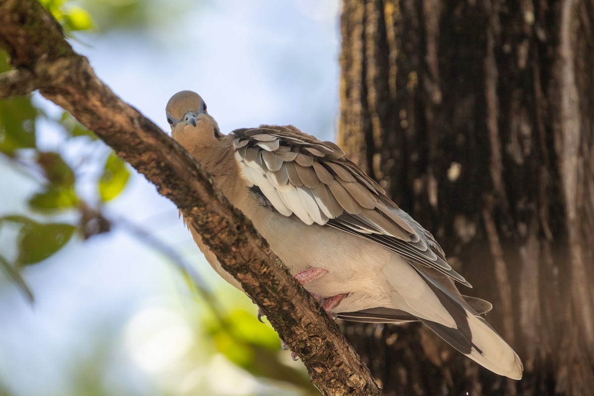 White-winged Dove - ML638260922