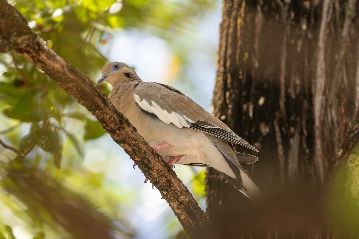 White-winged Dove - ML638260923