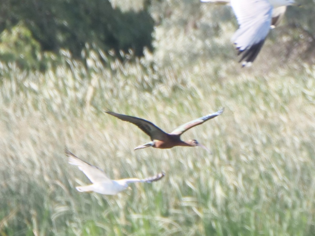 White-faced Ibis - ML638260924