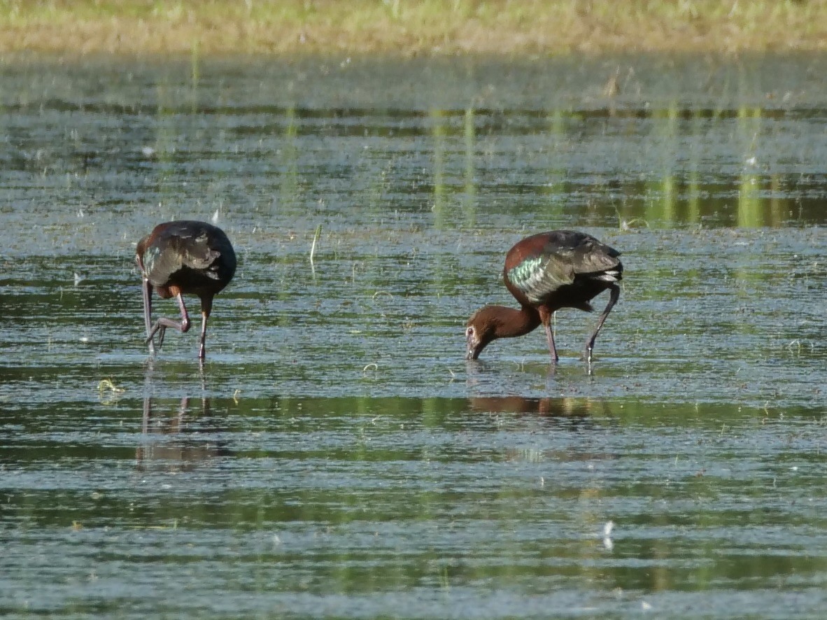 White-faced Ibis - ML638260926
