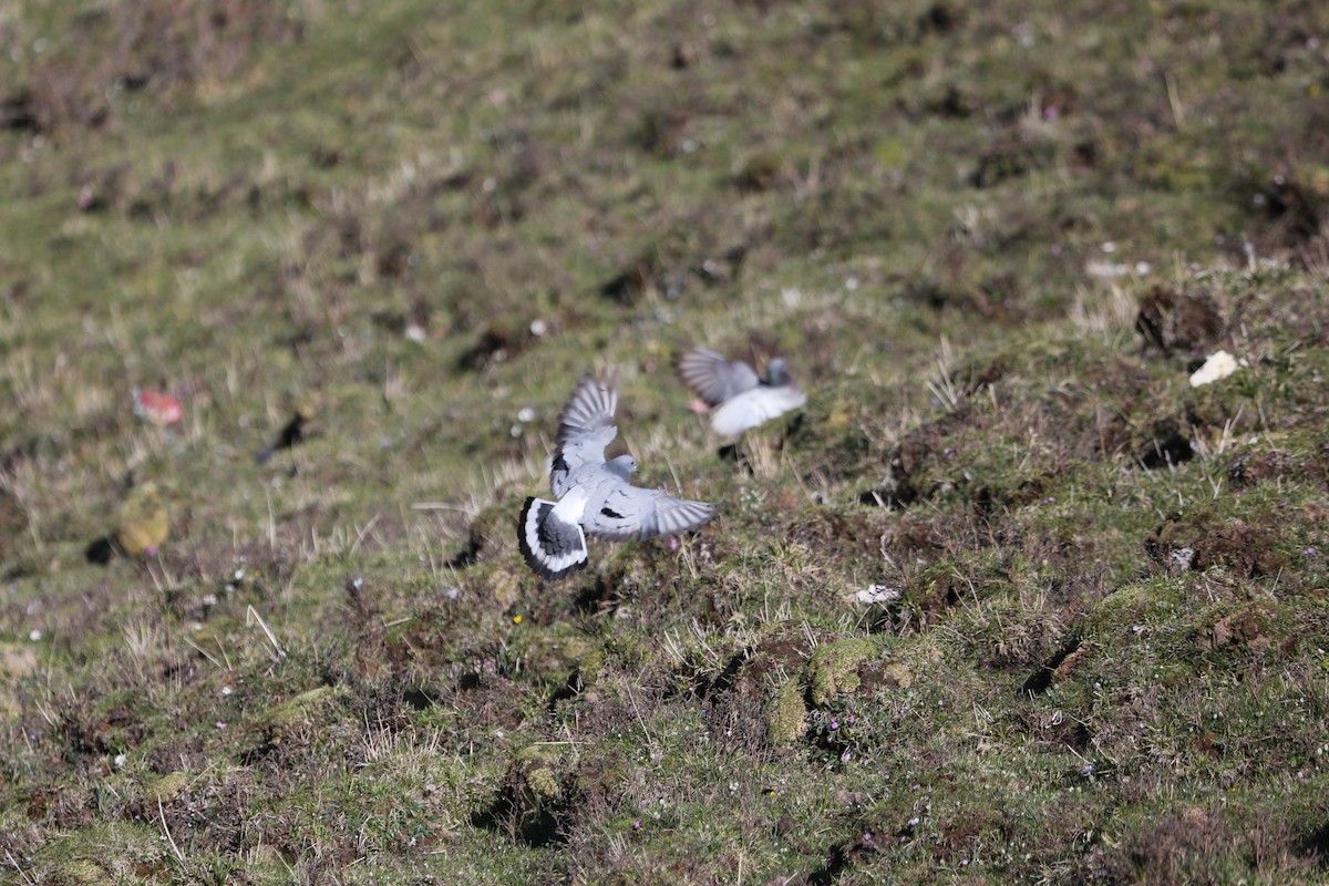Hill Pigeon - ML638260929