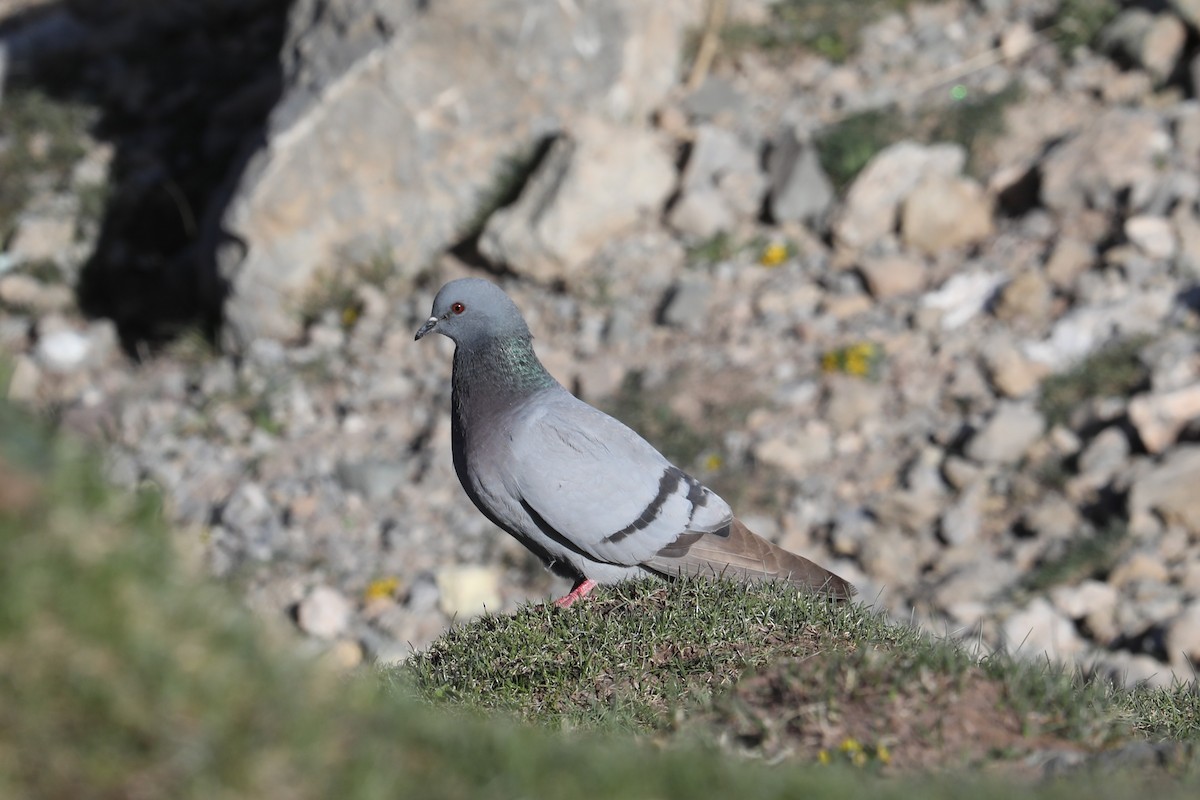 Hill Pigeon - ML638260931