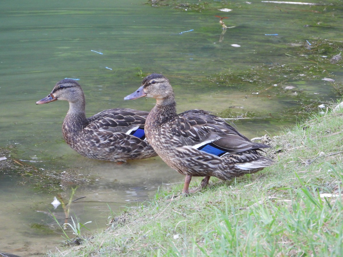 Mallard - ML638260961