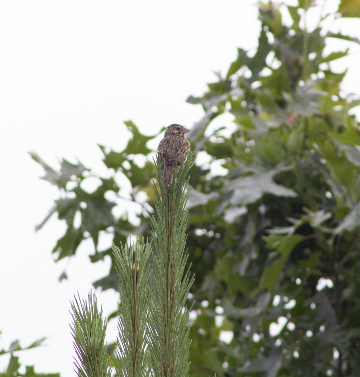 Vesper Sparrow - ML638260974