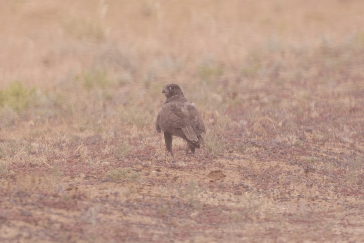 Black Falcon - ML638260989