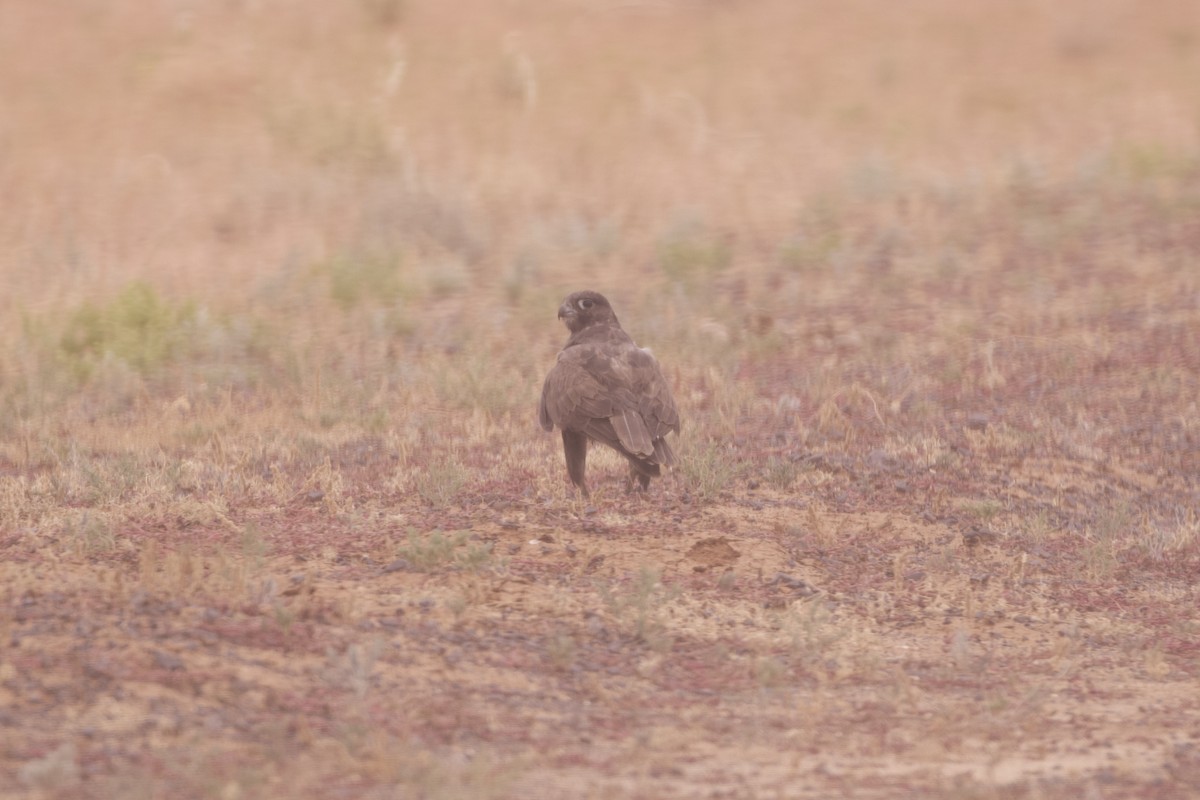 Black Falcon - ML638260996