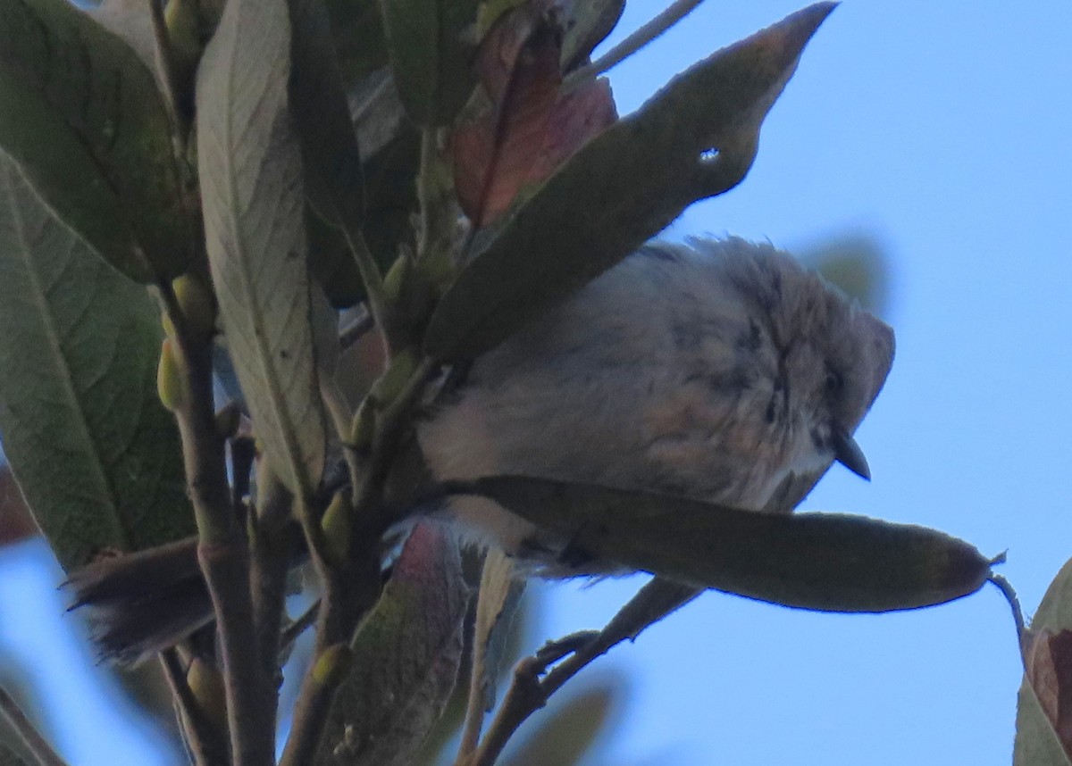 Bushtit - ML638260998