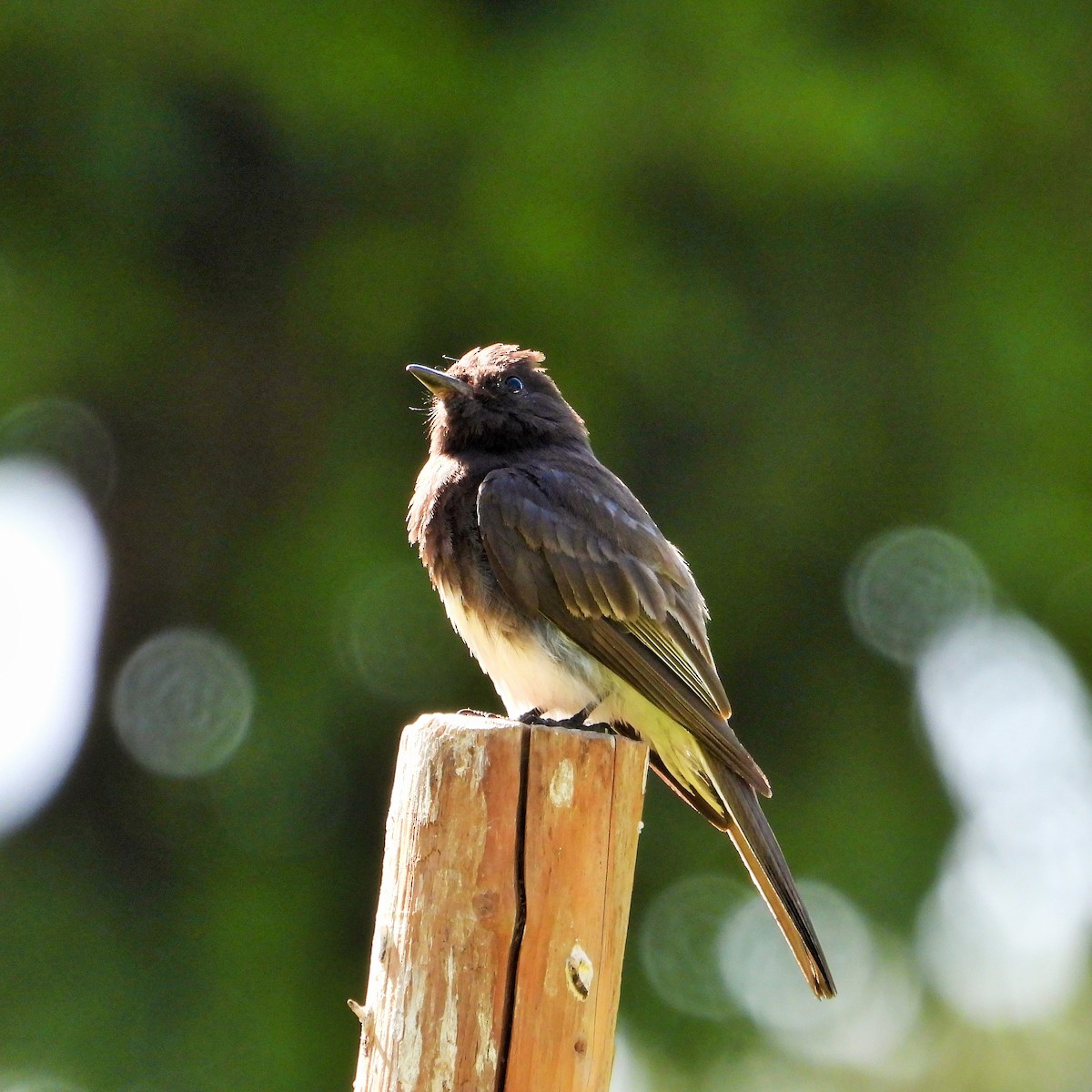 Black Phoebe - ML638261006