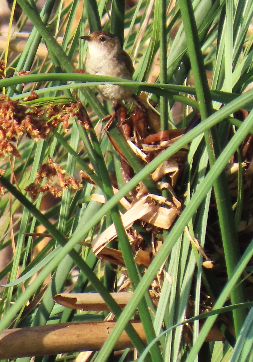 Marsh Wren - ML638261009