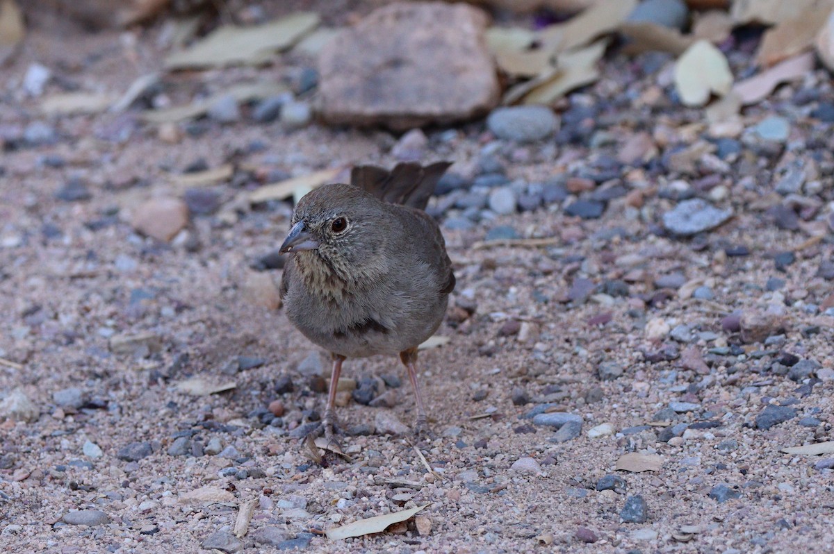 Canyon Towhee - ML638261015
