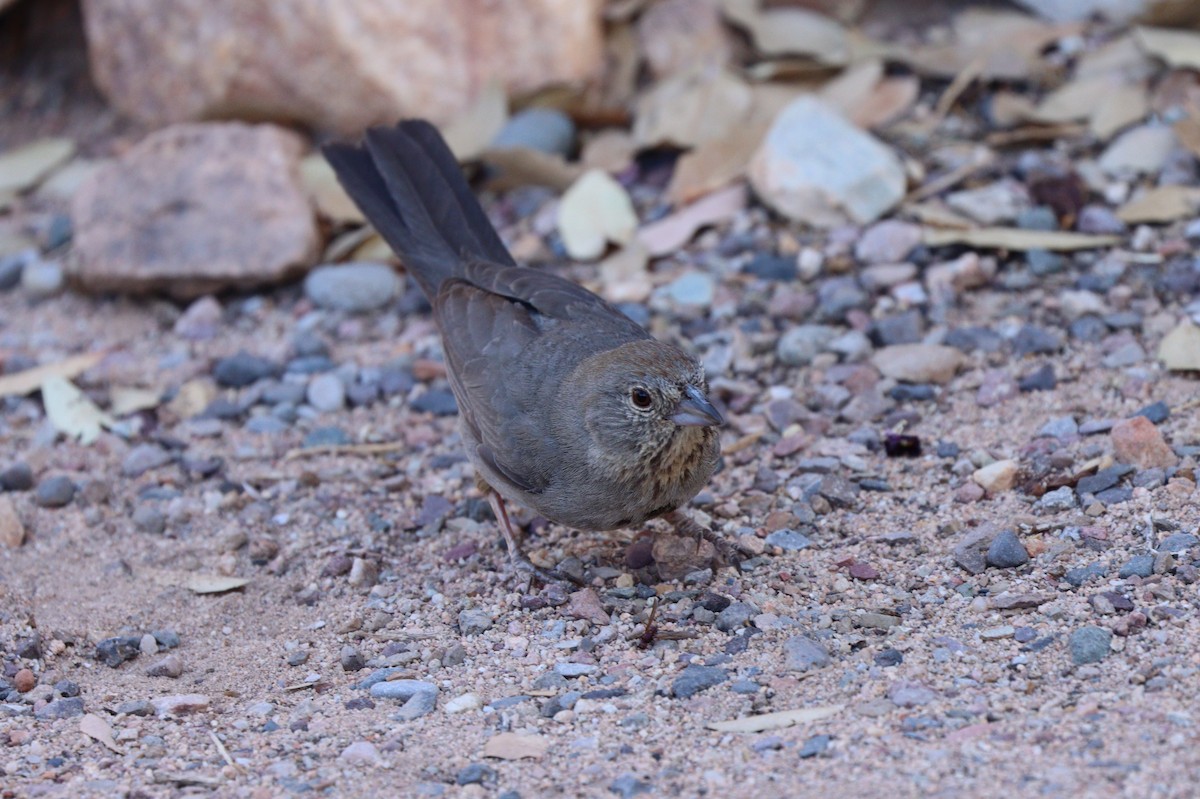 Canyon Towhee - ML638261017