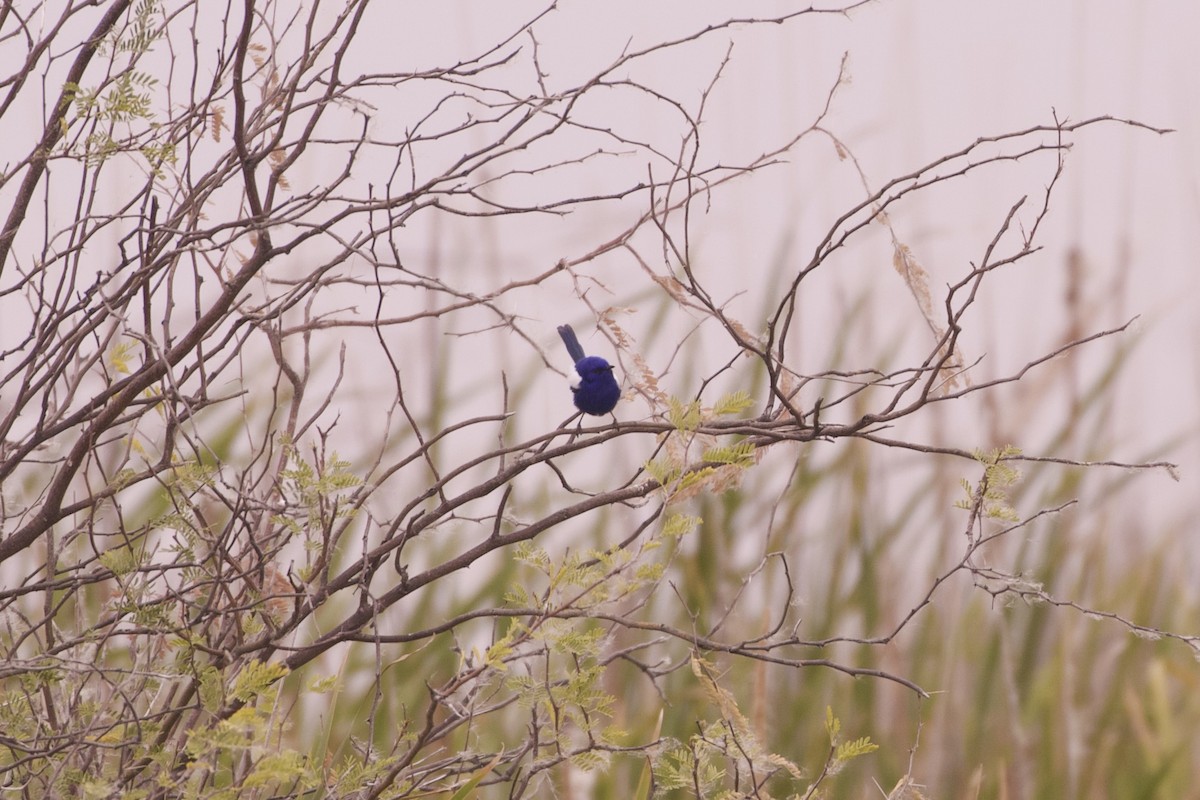 White-winged Fairywren (Blue-and-white) - ML638261021
