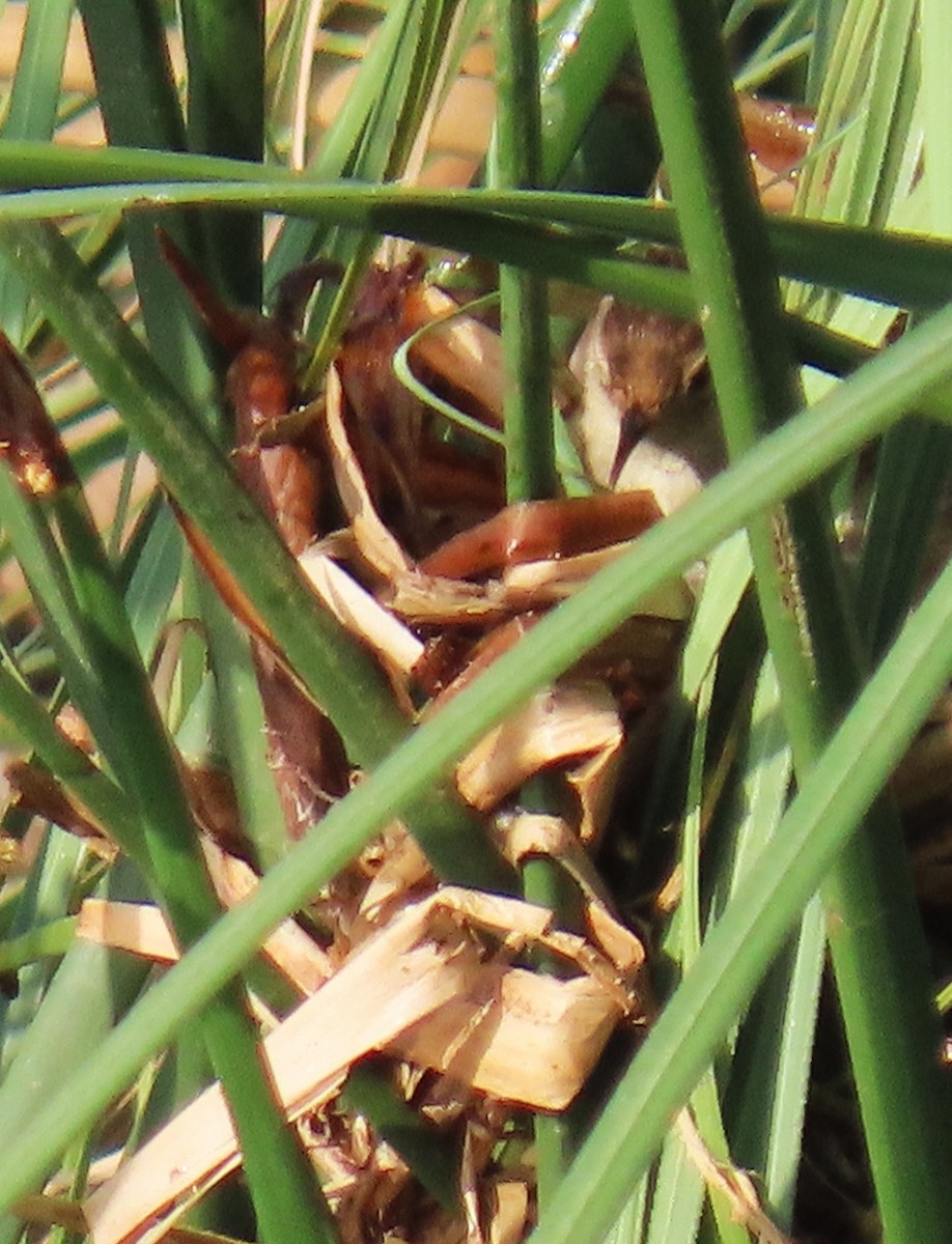 Marsh Wren - ML638261023