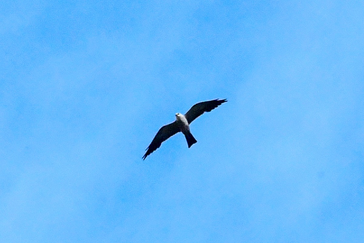 Mississippi Kite - ML638261031