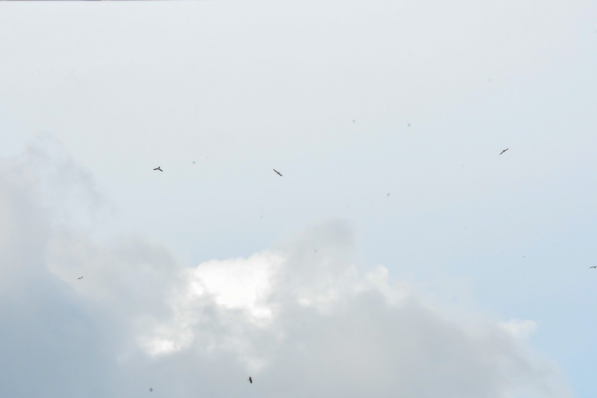 Mississippi Kite - ML638261032