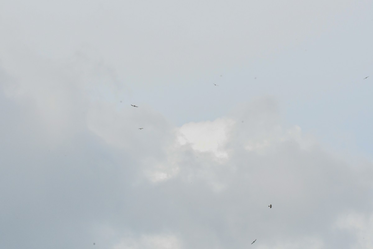 Mississippi Kite - ML638261035