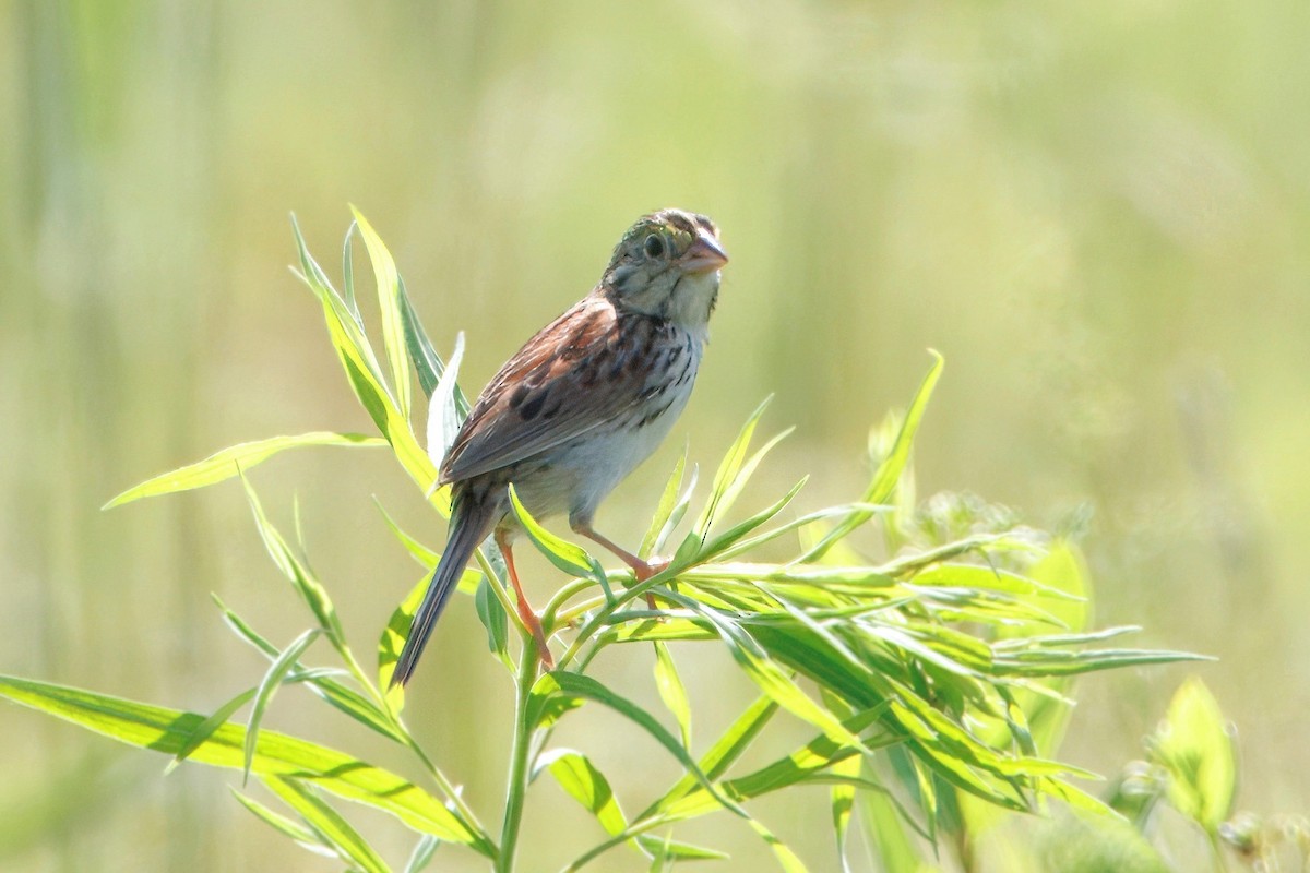 Henslow's Sparrow - ML638261036