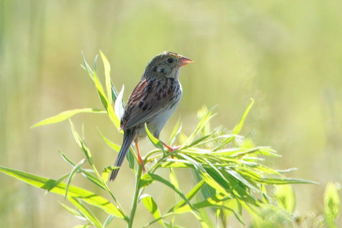 Henslow's Sparrow - ML638261037