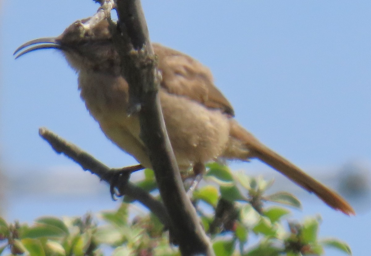 California Thrasher - ML638261043