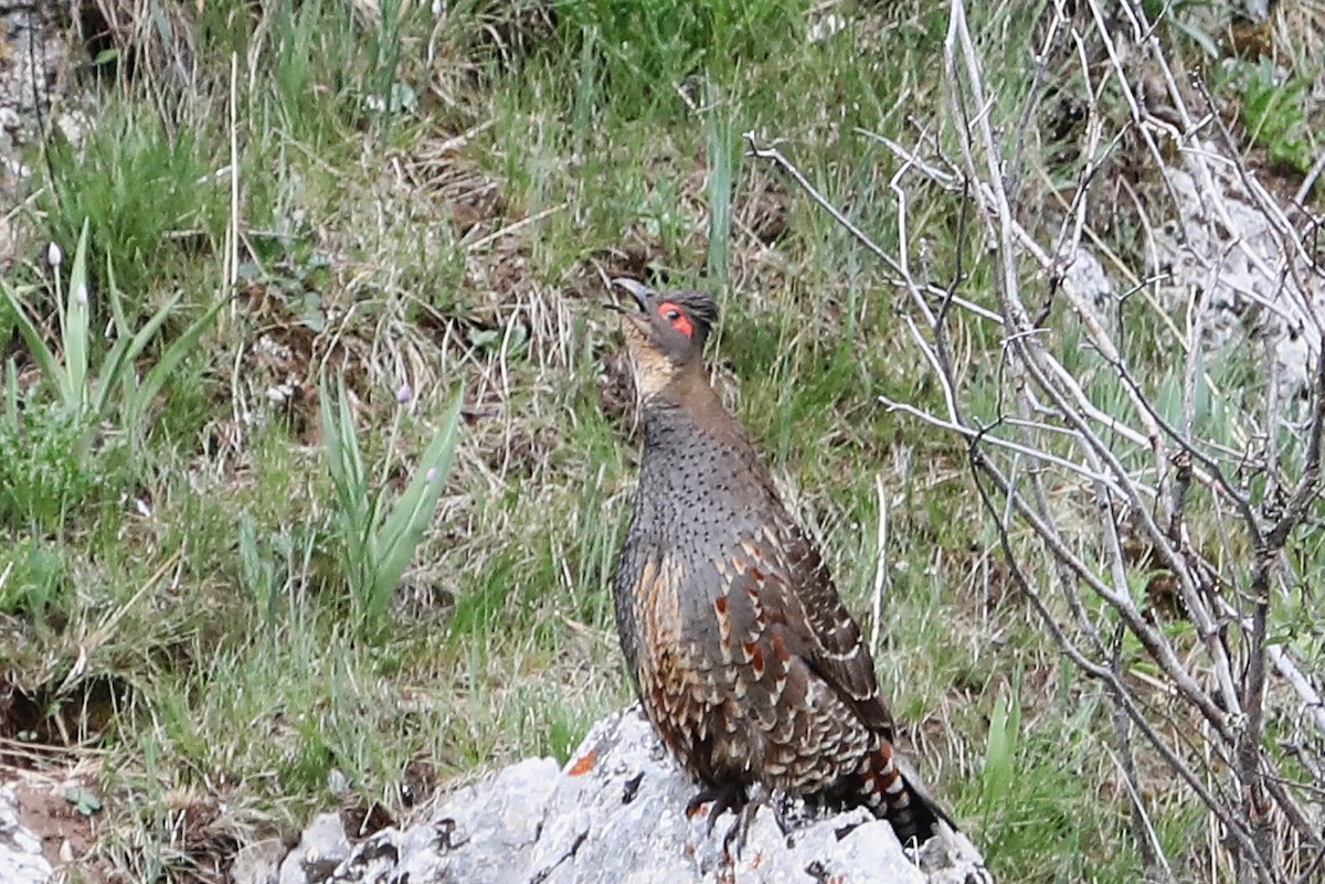 Buff-throated Monal-Partridge - ML638261051