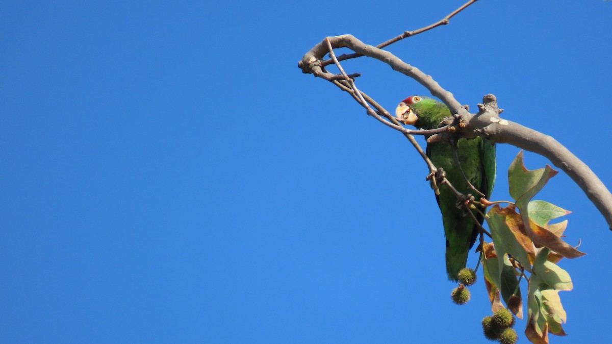 Red-crowned Amazon - ML638261053