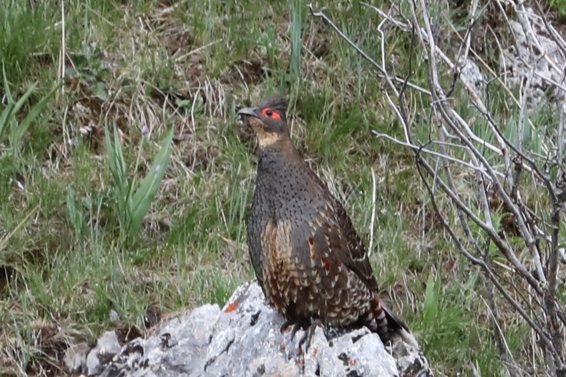 Buff-throated Monal-Partridge - ML638261057