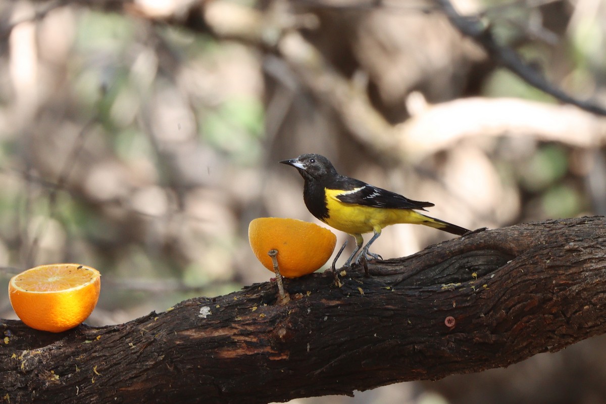 Scott's Oriole - ML638261060