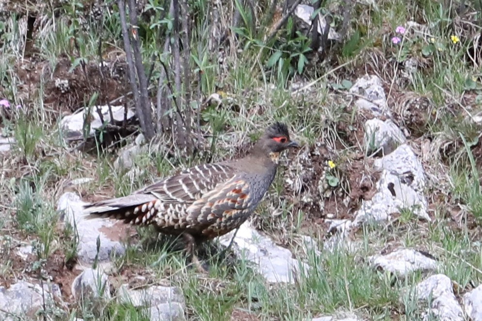Buff-throated Monal-Partridge - ML638261061