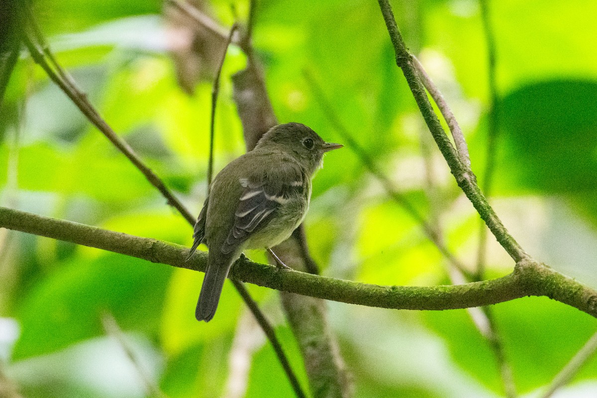 Yellow-bellied Flycatcher - ML638261062