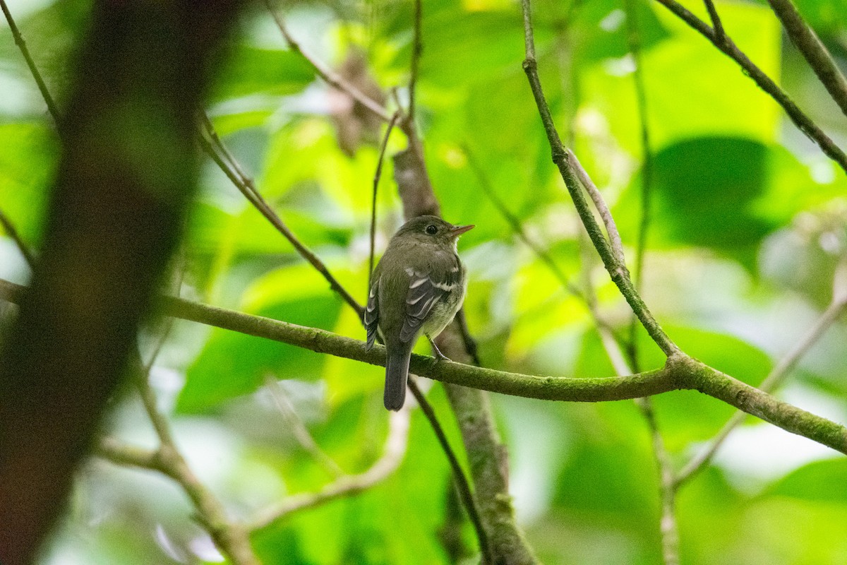 Yellow-bellied Flycatcher - ML638261064