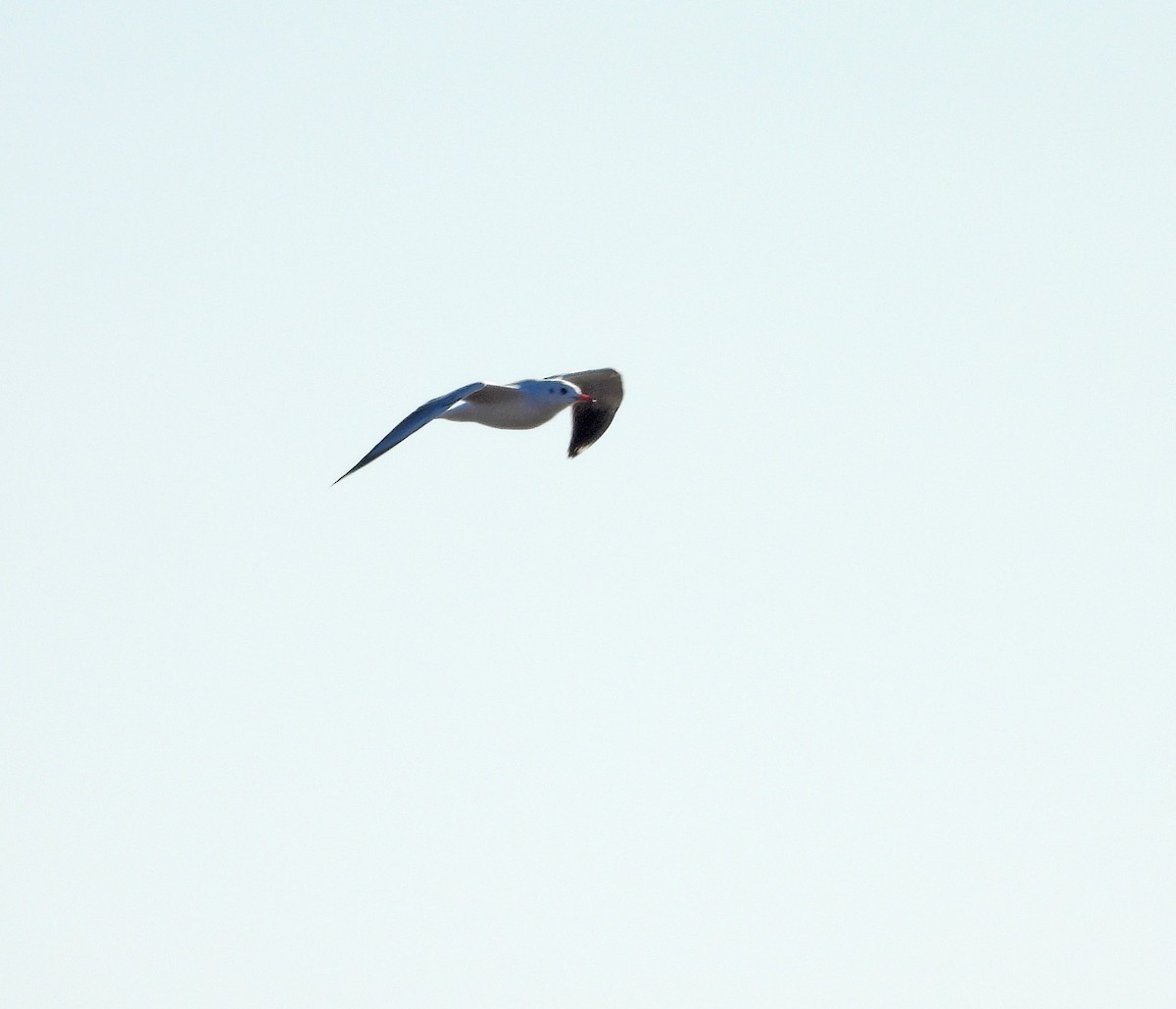 Gray-hooded Gull - ML638261088