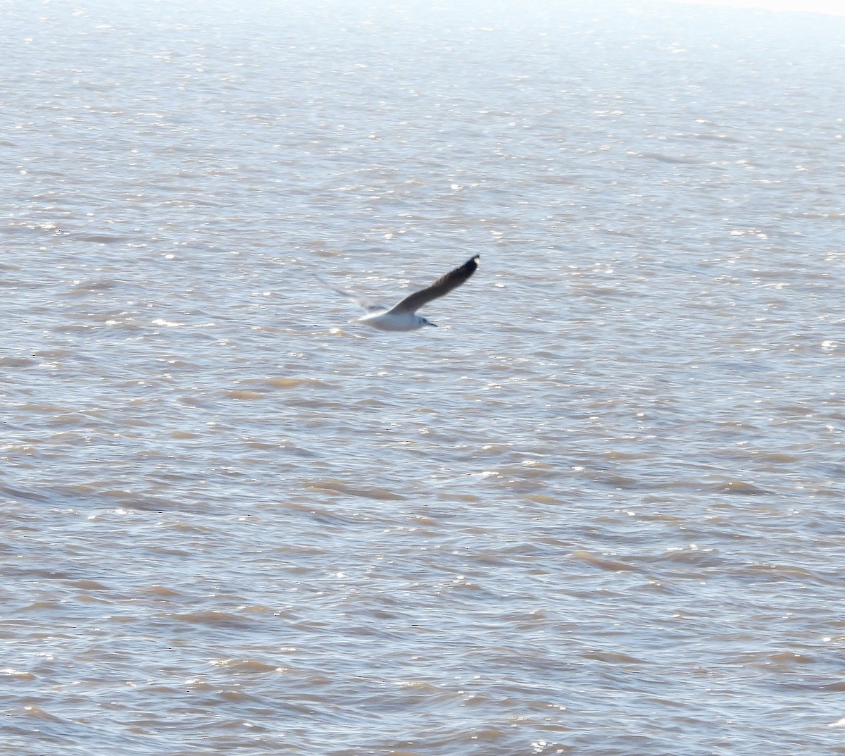 Gray-hooded Gull - ML638261089