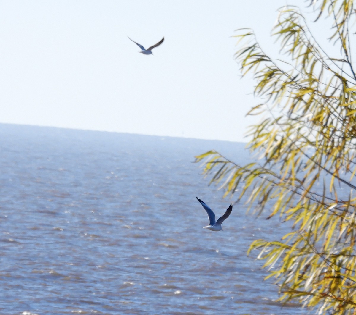 Gray-hooded Gull - ML638261090