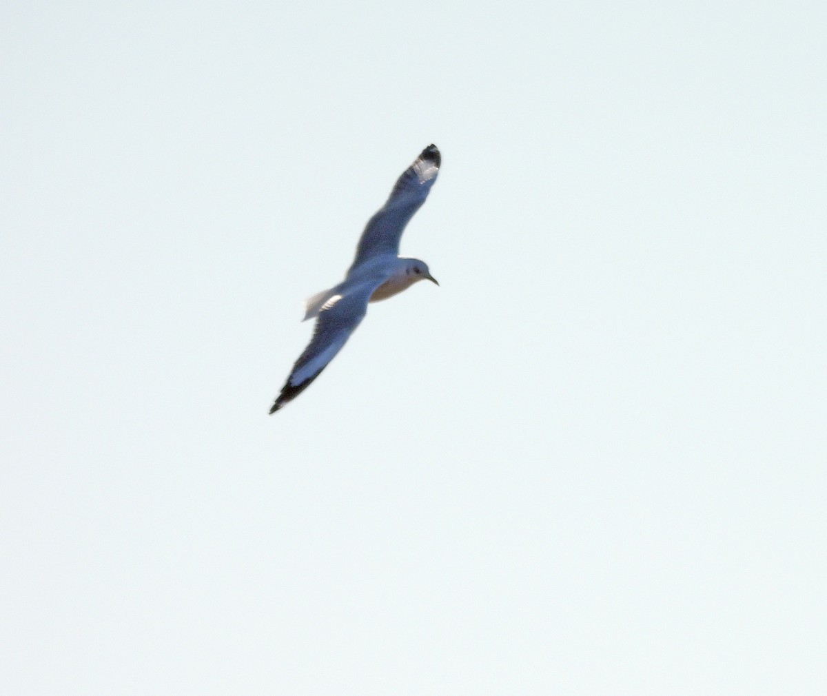 Gray-hooded Gull - ML638261092