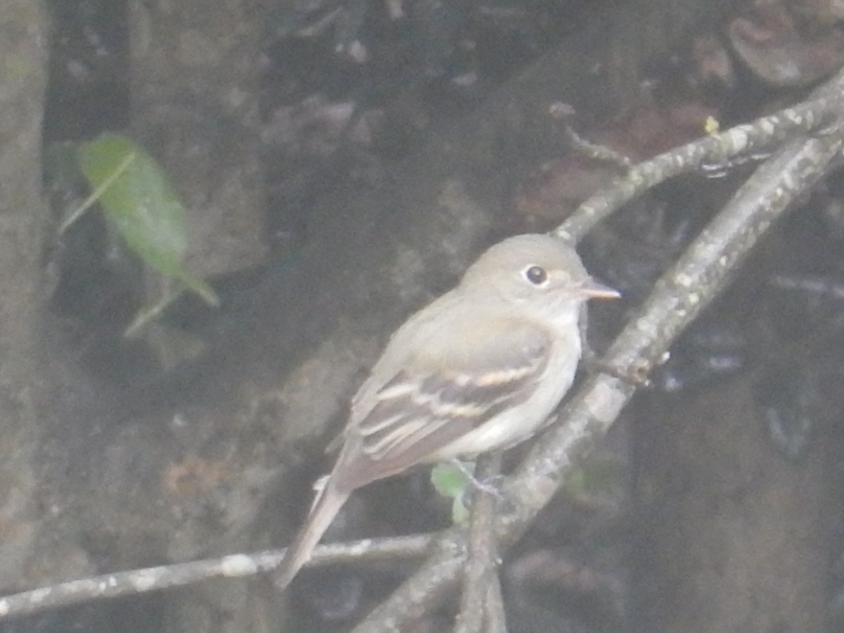 Acadian Flycatcher - ML638261093