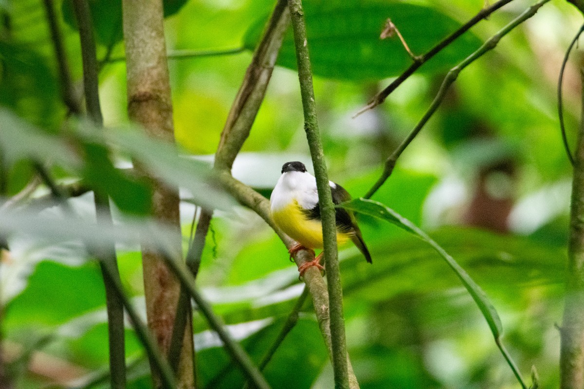 White-collared Manakin - ML638261103
