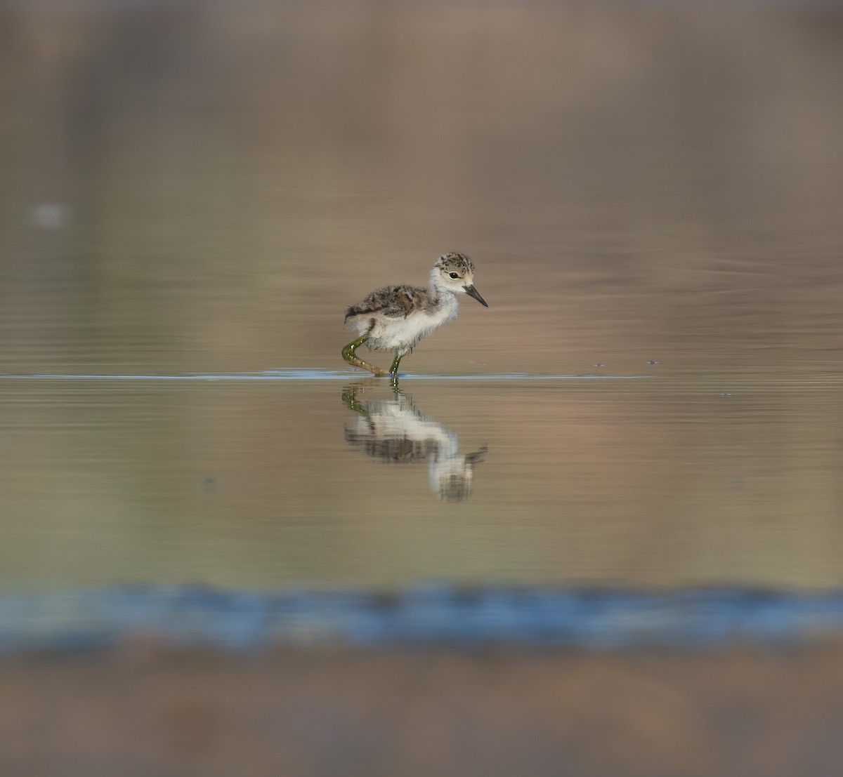 Black-necked Stilt (Black-necked) - ML638261107