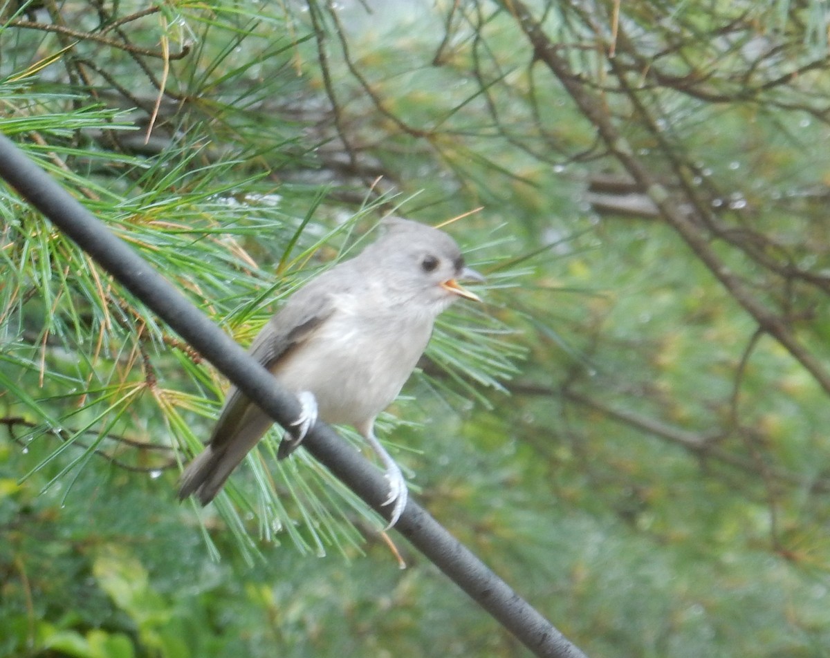 Tufted Titmouse - ML638261115